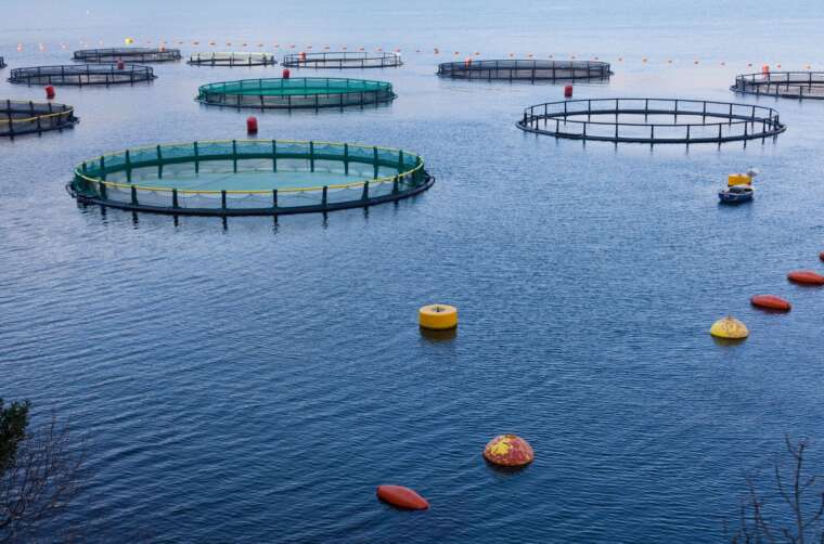 Aquaculture Permitting and Environmental Law Firms